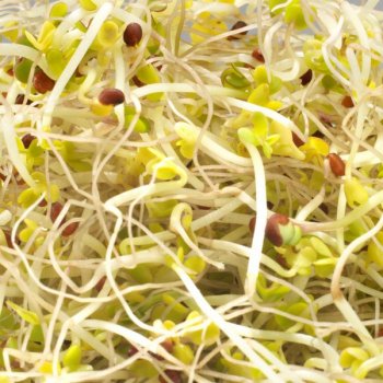 Sprouted Seeds Broccoli Organic, 150g