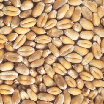 Sprouted Seeds Wheat Organic, 200g