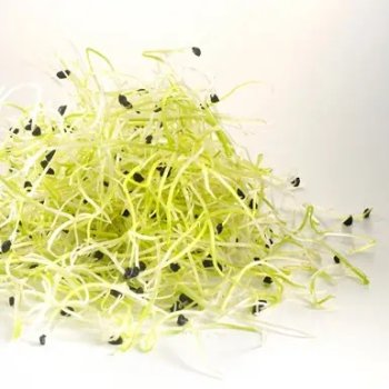 Germline Onion Seed Bag Organic, 50g