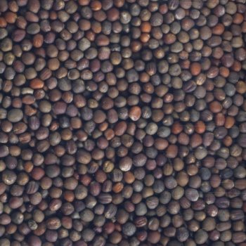 Graines à germer Mix 4 Radis Bio, 150g